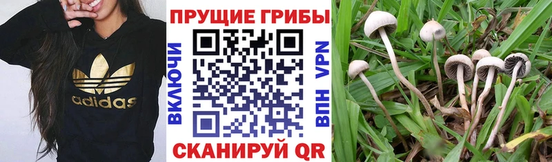 Псилоцибиновые грибы Psilocybine cubensis как найти Мамадыш